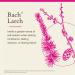Bach Original Flower Remedies Larch - Have Confidence - Natural Homeopathic Flower Essence for Emotional Balance - Vegan Gluten Free Sugar Free - 20mL Dropper - Buy Online on GoSupps.com