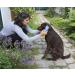 Kerbl 81901 Magic Brush Dog - Blue Sky - Perfect Pet Grooming Tool for International Shipping - Buy Online on GoSupps.com