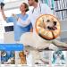 Ducomi Inflatable Hinges for Dogs & Cats - Comfort & Freedom During Recovery | Prevent Scratches & Bites - Buy Online on GoSupps.com