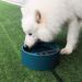 PETLESO Heated Pet Bowl 68oz - Heating Dog Water Bowl for Dogs, Cats, Rabbits, Chickens - Buy Online on GoSupps.com