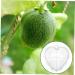 KICHOUSE Fruit Forming Mold Heart Shaped Watermelon Molds Vegetable Forming Machine Watermelon Growing Mold - Buy Online on GoSupps.com