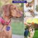 Buy 2-Piece Dog Brand Bag with Push Button & Military Dog ID Silencer Ring - Blue Paw Print & Purple Blue - Ideal for Dogs & Cats - Secure Identification & Address Tags - Buy Online on GoSupps.com