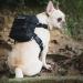 OneTigris Eureka Dog Backpack for Small Dogs - Lightweight Black XS with Poop Bag Dispenser | Ideal for Daily Hiking - International Shipping Available - Buy Online on GoSupps.com