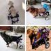 HeoBam Dog Wheelchair - for Small Dog Adjustable Dog Wheelchair for Hind Legs Rehabilitation Pet Rehabilitation Cart Handicap Wheels for Dogs Convenient Dog Wheelchair(XS(B)) - Buy Online on GoSupps.com