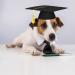 2023 Graduation Dog Cat Cap and Necktie Set - Perfect Graduation Costumes for Pets - Buy Online on GoSupps.com