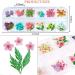 UNIME 16 Colors Dried Flowers for Nail Art | Mini Real Natural Flowers Nail Art Supplies | 3D Applique Decoration Sticker for Manicure (Mixed Gypsophila) - Buy Online on GoSupps.com