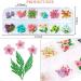 UNIME Nail Art Dried Flowers - 24 Colors Mini Real Natural Flowers for Manicure Decoration - Buy Online on GoSupps.com