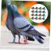 BESPORTBLE 300 Pcs Pigeon Foot Ring Chicken Legs Bird Foot Ring Pigeon Identify Band Doves Chicks Ring Aluminum 0.8X0.8X1CMx3pcs As Shownx3pcs - Buy Online on GoSupps.com