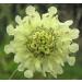 Giant Yellow Scabious Cephalaria gigantea Hardy to Zone 3 12 fresh seeds