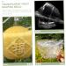 GANAZONO 4pcs Clear Fruit Mini Watermelon Plastic Fruit Square Mold Small Fruit Mold Ginseng Tool Pumpkin - Buy Online on GoSupps.com