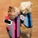 Vivaglory Neon-Pink Dog Rescue Vest with Removable Front-Wheel Drive & Reflective Caps - M (53-63cm) for Swimming & Boating - Buy Online on GoSupps.com