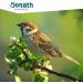 DONATH Energy Dumplings for Wild Birds - Gourmet Insect Feed - 100g - 6-Pack - Premium Bird Care from Southern Germany - Buy Online on GoSupps.com