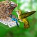 Automatic Acrylic Bird Feed Dispenser - Transparent Swing Toys & Pepperwood Grinder for Parrots | International Shipping - Buy Online on GoSupps.com