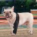 Hip Brace for Dogs Flexible Hip Brace for Dogs Dog Hip Joint Brace Provides Support and Comfort Without Compromising The Dog's Mobility Kot-au Black Small - Buy Online on GoSupps.com