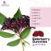 Sambucus Elderberry Gummies with Vitamin C, Zinc - Immune Support for Adults & Kids - Vegan, Gluten Free, Non-GMO - 60 Berry Flavored Gummies - Buy Online on GoSupps.com