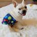 Cutebone Male Washable Dog Diapers - 3 Reusable Belly Bands with Flexible Velcro | High-Suction Dog Wraps for Males (35.5-43cm) - Buy Online on GoSupps.com