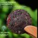 cn herb Pu 'er Tea 8g*10 Cakes Tea Cakes and Aged Pu 'er Tea Leaves Can Give Gifts. - Buy Online on GoSupps.com