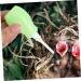 ibasenice Baby Accessories 1pc Pigeon Rehydration Device Ml Dropper for Liquids Baby Feeding Tools Cat Feeder Bird Weaning Tool Squab Weaning Feeder Pet Bird Weaner Pigeon Weaner Food Green 10x3cm - Buy Online on GoSupps.com