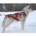 Buy Northern Howl X-Back Dog Harness for Canicross Bike Skijoring & Sled - Red XXXL | International Shipping Available - Buy Online on GoSupps.com