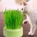 Firulab Cat Grass Growing Kit Cat Grass Bowl Planter Tray Catnip and Bowl Cat Grass Kit with Seeds DIY Soil Free Kitten Grass Growing Kit for Cat Snacks Green - Buy Online on GoSupps.com