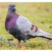 Andiker 100 Pigeon Identification Rings - 8mm Plastic Leg Bands for Birds Parrots Pigeons & Quails (Green) | International Shipping - Buy Online on GoSupps.com