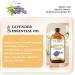 Lavender Essential Oil 118ml - Pure & Natural Aromatherapy Diffuser Oil for Home Relaxation - Buy Online on GoSupps.com