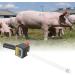 Ovulation Analyzer & Estrus Detector for Pig Breeding Equipment - Easy Cleaning | [Brand Name] - Buy Online on GoSupps.com