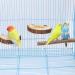 Reyshin 4-Piece Nature Birds Budgie Playground & Nibble Toys | Bird Accessories with 5 Rat Balls for Canaries & Lovebirds - Buy Online on GoSupps.com