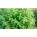 Sewanti Organic Tulsi Powder NPN 80097539 200g - Buy Online on GoSupps.com
