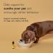 RESCUE Remedy Pet Dropper 20ml - Calming Homeopathic Flower Essence for Dogs, Cats & Pets - Separation, Travel, Noise, Thunder, Fireworks - Alcohol-Free - Buy Online on GoSupps.com