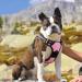 Eagloo Medium Dog Harness - Adjustable Anti-Train Harness with Reflex Strips for Walking & Jogging - Durable Pink Breast Harness (1 Pack) - Buy Online on GoSupps.com