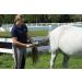 Oster Mane and Tail Brush for Horses - Blue 1 Piece | Best International Shipping - Buy Online on GoSupps.com