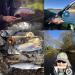 Maximcatch Black Star Rod - IM10 Carbon Fiber Pacbay Minima Guides 4-Part | 4/5/6/8 WT - Premium Fishing Gear for Global Shipping - Buy Online on GoSupps.com