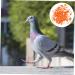 Amosfun 100 Pcs Pigeon Anklet Ring Protector Pigeon Foot Band Clip Foot Ring for Pigeon Baby Xuan Feng Cuff 1.3X1.3CM Orange - Buy Online on GoSupps.com