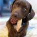 Himalayan Dog Chew - Cheese Flavor 3.3 oz for Dogs 55 lbs & Under | Himalayan Pet Supply - Buy Online on GoSupps.com