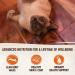 Wellness CORE Grain-Free Indoor Cat Food, 5.5 oz Can, 24-Pack - Natural Wet Recipe - Buy Online on GoSupps.com
