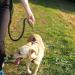 Aiqeer Hands Free Dog Leash Orange Adjustable Waist Belt and Grey Retractable Bungee Leash Jogging Dog Leash with Reflective Stitching - Buy Online on GoSupps.com