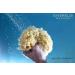 Medium Unbleached Honeycomb Natural Sea Sponge - 100% Natural Organic - Hypoallergenic Bath & Shower Exfoliating Sponge for Children & Adults - Durable & Gentle Cleansing - 13 cm - Buy Online on GoSupps.com