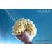 Honeycomb Natural Sea Sponge - Strong and Durable - Suitable for Both Children and Adults for use in Bathing Cleansing exfoliating and applying Cosmetics 13 cm - Buy Online on GoSupps.com