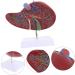Baluue Liver Anatomical Model Liver Model with Base Anatomical Liver Model Human Body Gallbladder - Buy Online on GoSupps.com