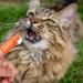 Pet Toothpaste. Pet Teeth Cleaning Paste with Brush Pet Care Finger Toothbrush Dog and Cat Oral Cleaning Tool. Teeth Cleaning Kit for Cats and Dogs 1 count (Pack of 1)