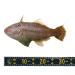 PATIKIL Self Adhesive Fish Ruler - 53 Waterproof Fishing Tape Measure Sticker for Boat Kayak & Workbench - Durable & Practical Fishing Tool - Buy Online on GoSupps.com