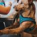 HUNTER HILO COMFORT Harness for Small Dogs - Mesh & Reflective Elements Turquoise ML - International Shipping Available - Buy Online on GoSupps.com