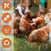 Taicols 100 16mm Chicken Recognition Leg Straps 5 Colors Chicken Foot Labels Ducks Pigeons Guinea Pigs Geese Poultry (16mm) - Buy Online on GoSupps.com