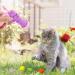 umorismo 2 Pieces Plush Ball Shooting Gun for Cats Cat Ball Gun Interactive Toy Cat Ball Toy Launch Gun with 100 Pcs Balls Cat Ball Toy Launcher for Cat - Buy Online on GoSupps.com