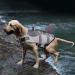 CIT TOILE Dog Life Jacket Floatation Pet Safety Vest | Shark Costume XS-XXL | for Swimming Pool, Beach, Boating | Medium Grey - Buy Online on GoSupps.com