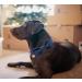 Dogwong Blue Dog Collar with Removable Fly - Adjustable & Comfortable Pet Collar for Small Medium Dogs - Perfect Gift for Girls - Pack of 1 - Buy Online on GoSupps.com