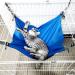 OEFWING Small Pet Cage Hammock - Cozy Hanging Bed for Guinea Pig, Ferret, Rat - Blue - Buy Online on GoSupps.com