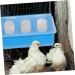 Doitool Forage Box for Pigeons | Premium Bird Feeder & Feed Container | Ideal for Chickens and All Birds - Buy Online on GoSupps.com