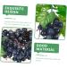 Artibetter 12 Pcs Artificial Bunch of Grapes Faux Greenery Garland Greenery Wreath Mini Decor Shop Window Decoration Lifelike Wet Grape Clusters Simulation Fake Grape Fake Grape Models Starch Blackx2pcs 10X14CMx2pcs - Buy Online on GoSupps.com